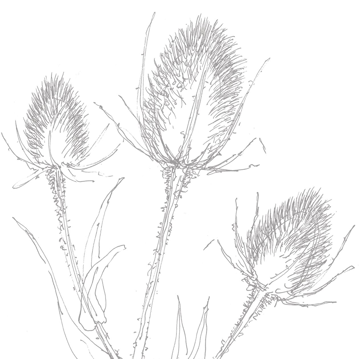 Teasles, 2017 af Sarah Hough