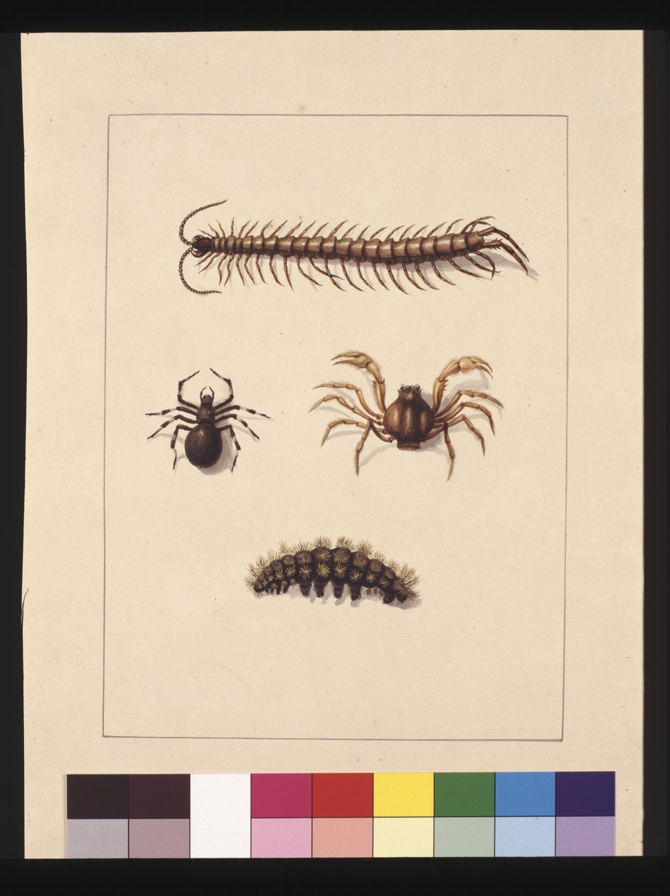 Side 11. Insekter i New South Wales. Nu kendt som almindelig tusindben, edderkoppeslægt Isopeda, soldatkrabbe, larve, ca. 1789-90 (akvarel) af Sarah Stone