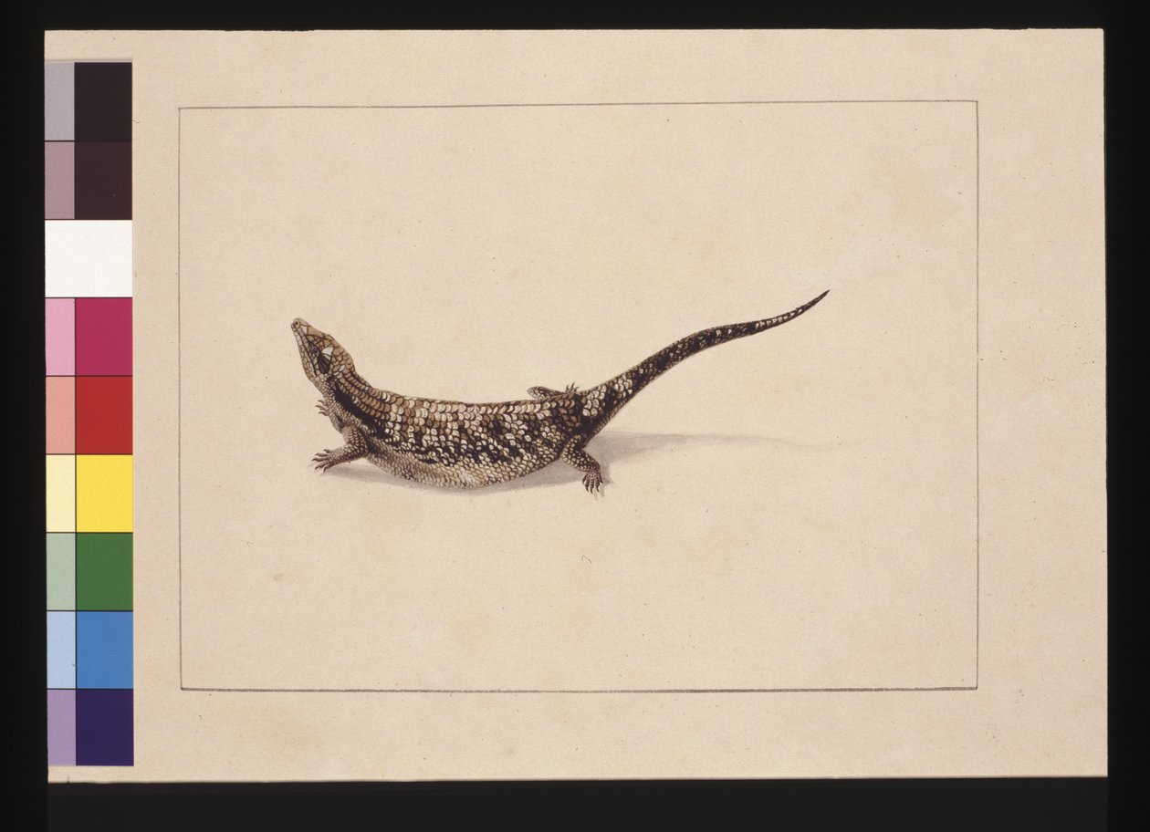 Side 12. Videnskaben eller skindformet øgle. Nu kendt som en blåtungeøgle, ca. 1789-90 (akvarel) af Sarah Stone