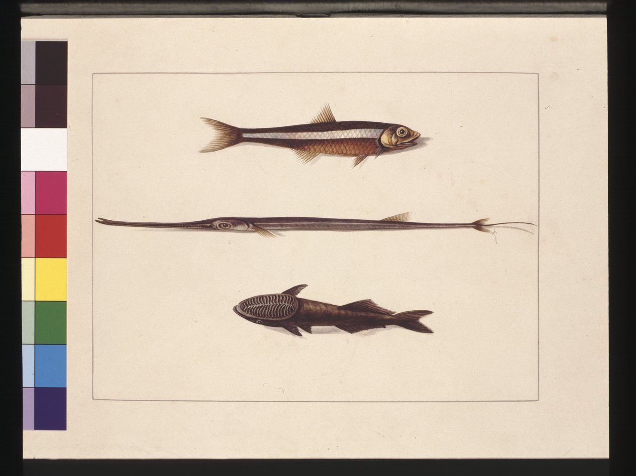 Side 13. Catherine, Tobak, Pibefisk, Remorafisk. Nu kendt som ansjos, fløjtemund og sugende fisk, ca. 1789-90 (akvarel) af Sarah Stone