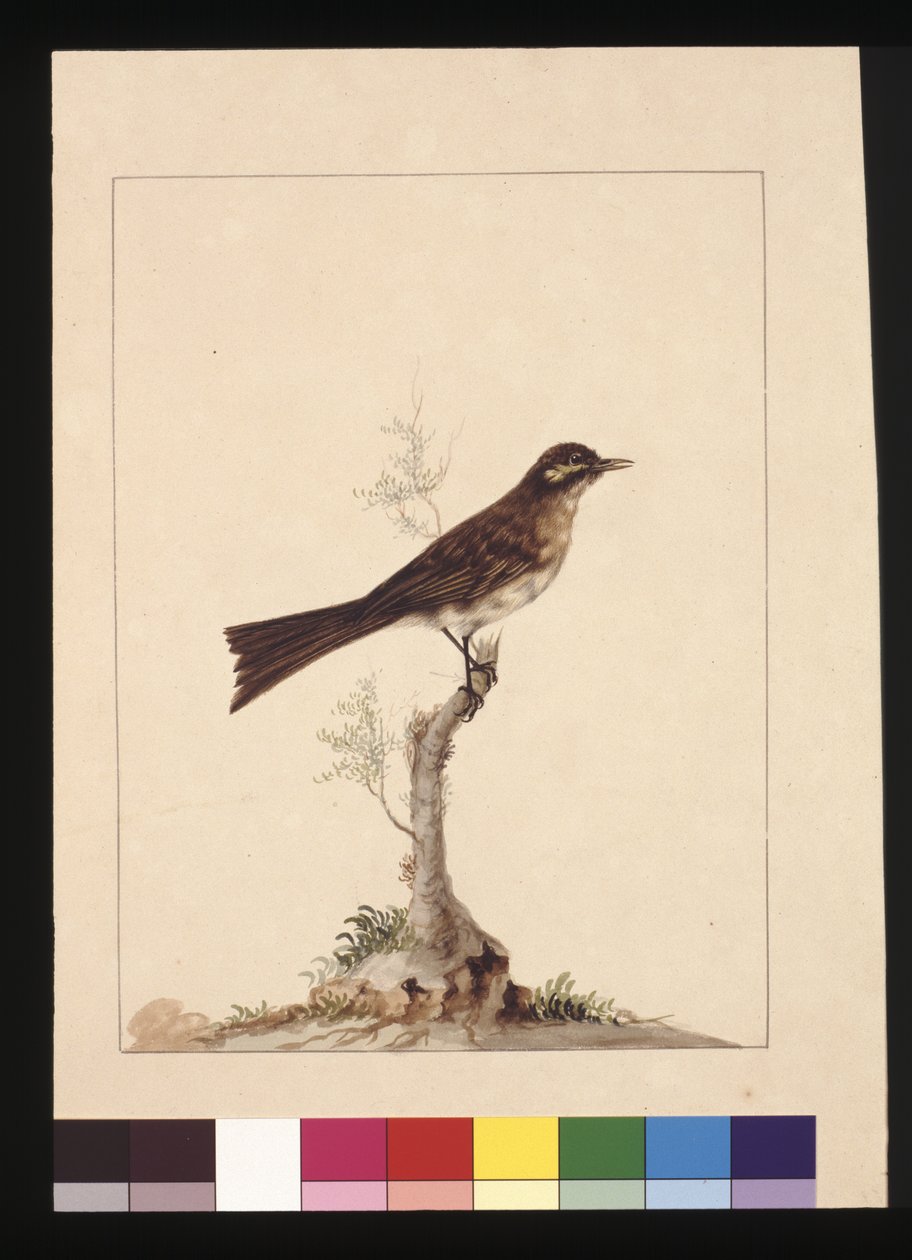 Side 14. Guløret fluesnapper. Nu kendt som en honningsæder med gul ansigt, ca. 1789-90 (akvarel) af Sarah Stone