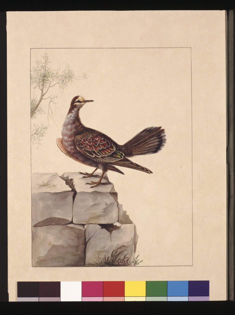Side 15. Golden Winged Pidgeon. Nu kendt som en skovbronzedue, ca. 1789-90 (akvarel) af Sarah Stone