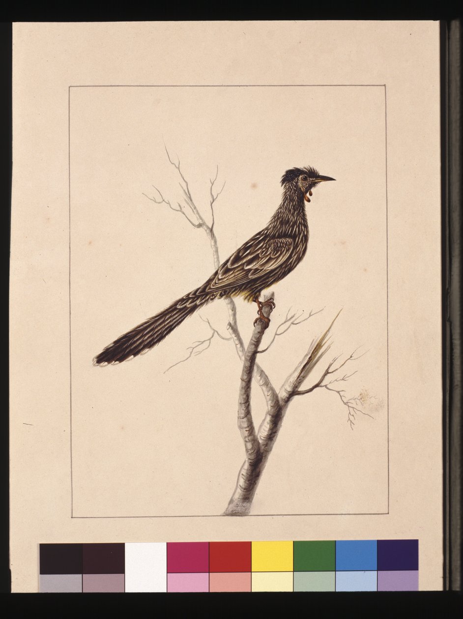Side 17. Wattled Bee Eater. Nu kendt som en Red Wattle, fugl, ca. 1789-90 (akvarel) af Sarah Stone