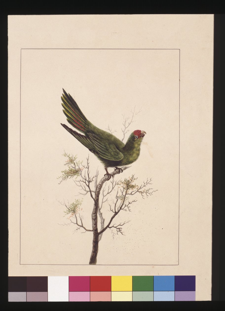 Side 18. Lille Paraquet. Nu kendt som en lille Lorikeet, ca. 1789-90 (akvarel) af Sarah Stone