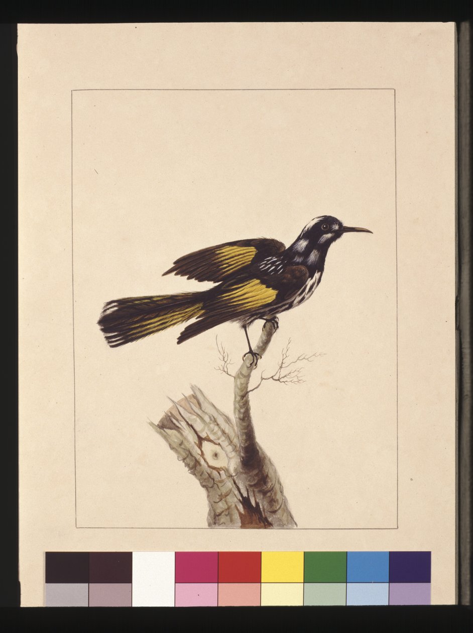 Side 19. New Holland Creeper. Nu kendt som en New Holland honningeater, ca. 1789-90 (akvarel) af Sarah Stone