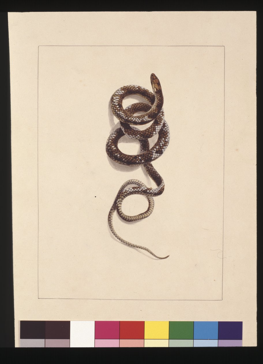Side 20. Slange nr.1. Nu kendt som en brun slange, ca. 1789-90 (akvarel) af Sarah Stone