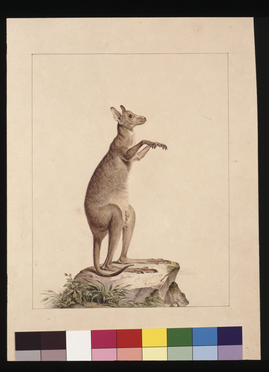 Side 22. En kænguru. Nu kendt som en kænguru. Muligvis af Charles Catton Junr, ca. 1789-90 (akvarel) af Sarah Stone