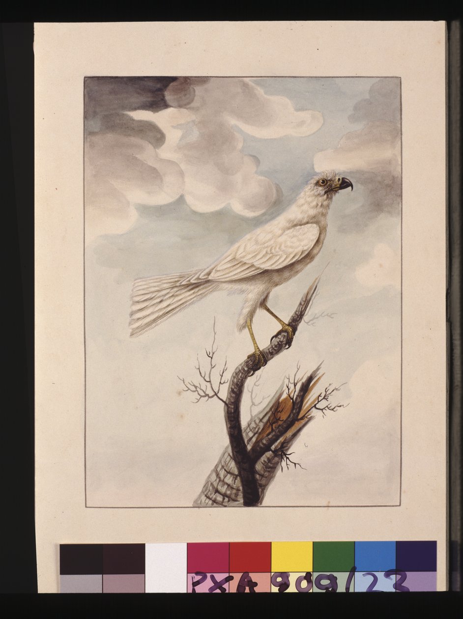 Side 23. White Hawke. Nu kendt som en grå gåhøg, ca. 1789-90 (akvarel) af Sarah Stone
