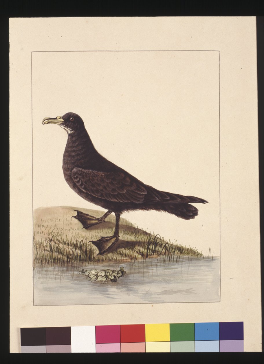 Side 24. Fuliginous Peteril. Nu kendt som en hvid-chinned Petrel, ca. 1789-90 (akvarel) af Sarah Stone