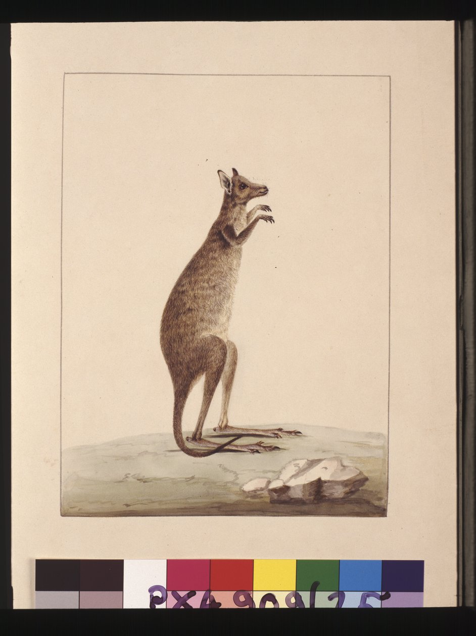 Side 25. En kænguru. Nu kendt som en kænguru. Ser ud til at være en Sarah Stone-kopi af en Charles Catton Junr. plade, ca. 1789-90 (akvarel) af Sarah Stone