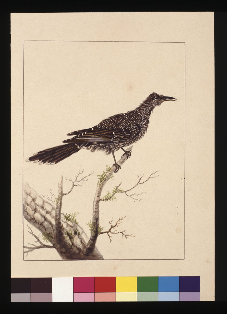 Side 26. Wattled Bee Eater hun. Nu kendt som en lille Wattle-fugl, ca. 1789-90 (akvarel) af Sarah Stone