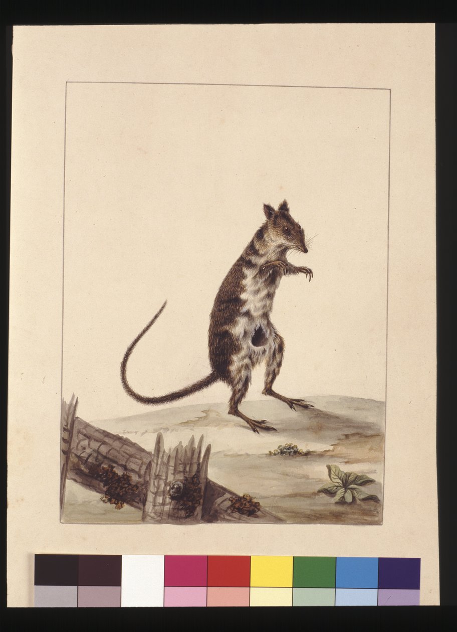 Side 27. Poto Roo eller Kængururotte. Nu kendt som en rødbrun rotte, kænguru, ca. 1789-90 (akvarel) af Sarah Stone