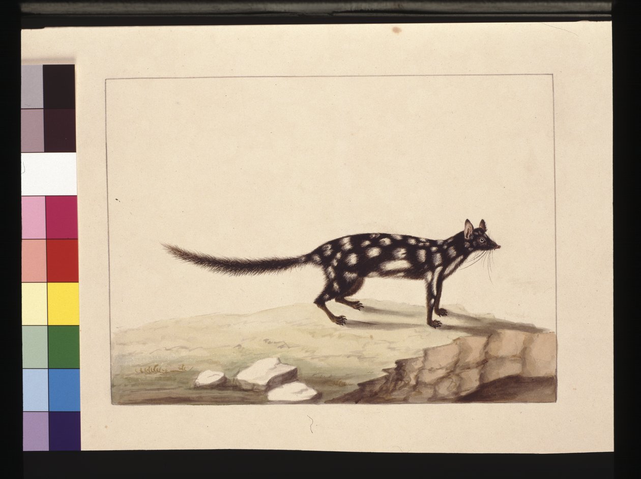 Side 28. En Tapoa Tafa. Nu kendt som en Dasyurus quoll. Ser ud til at være en Sarah Stone-kopi af en Charles Catton Junr. plade, ca. 1789-90 (akvarel) af Sarah Stone