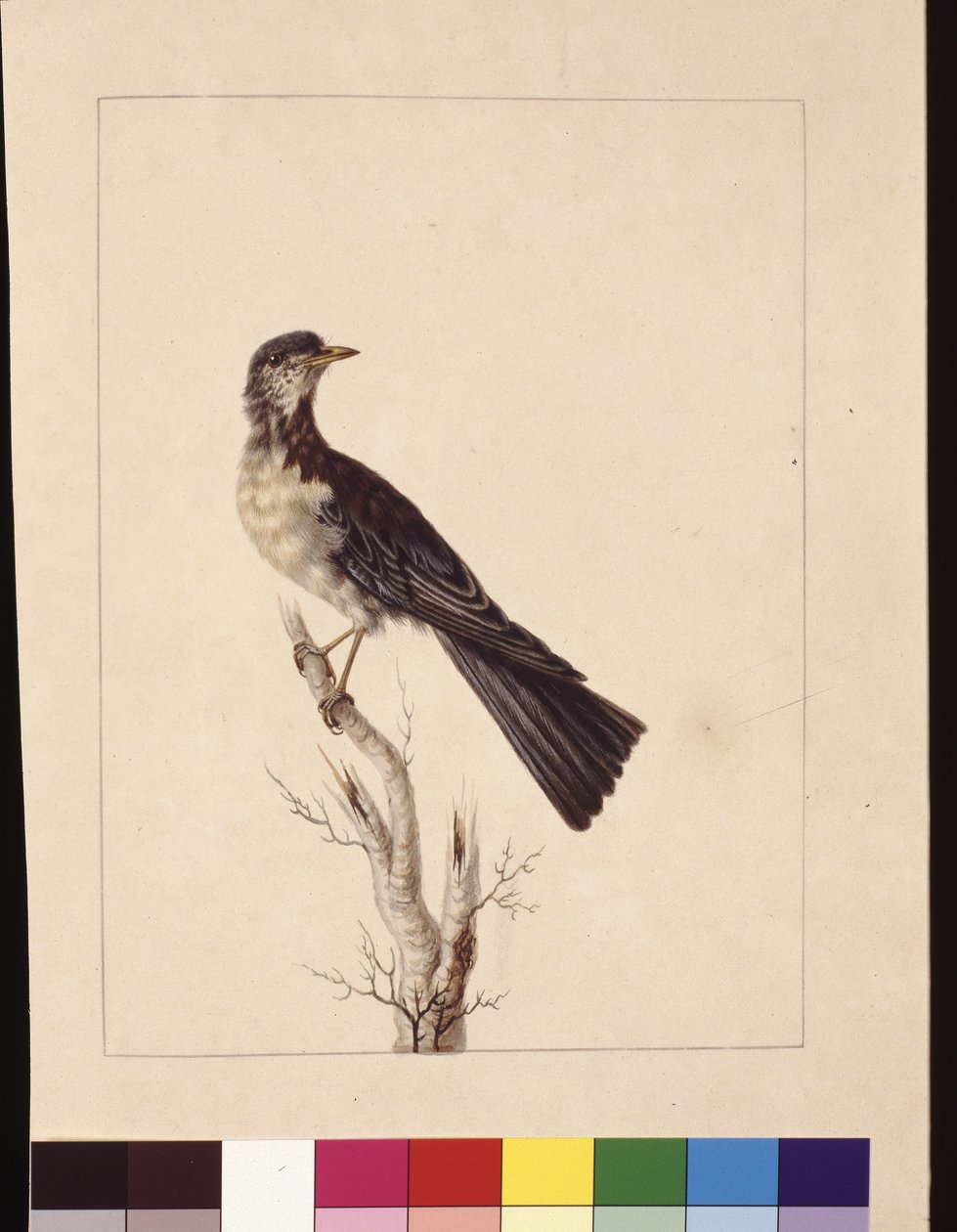 Side 29. Port Jackson Thrush. Nu kendt som en grådrossel plettet vagteldrossel?, ca. 1789-90 (akvarel) af Sarah Stone