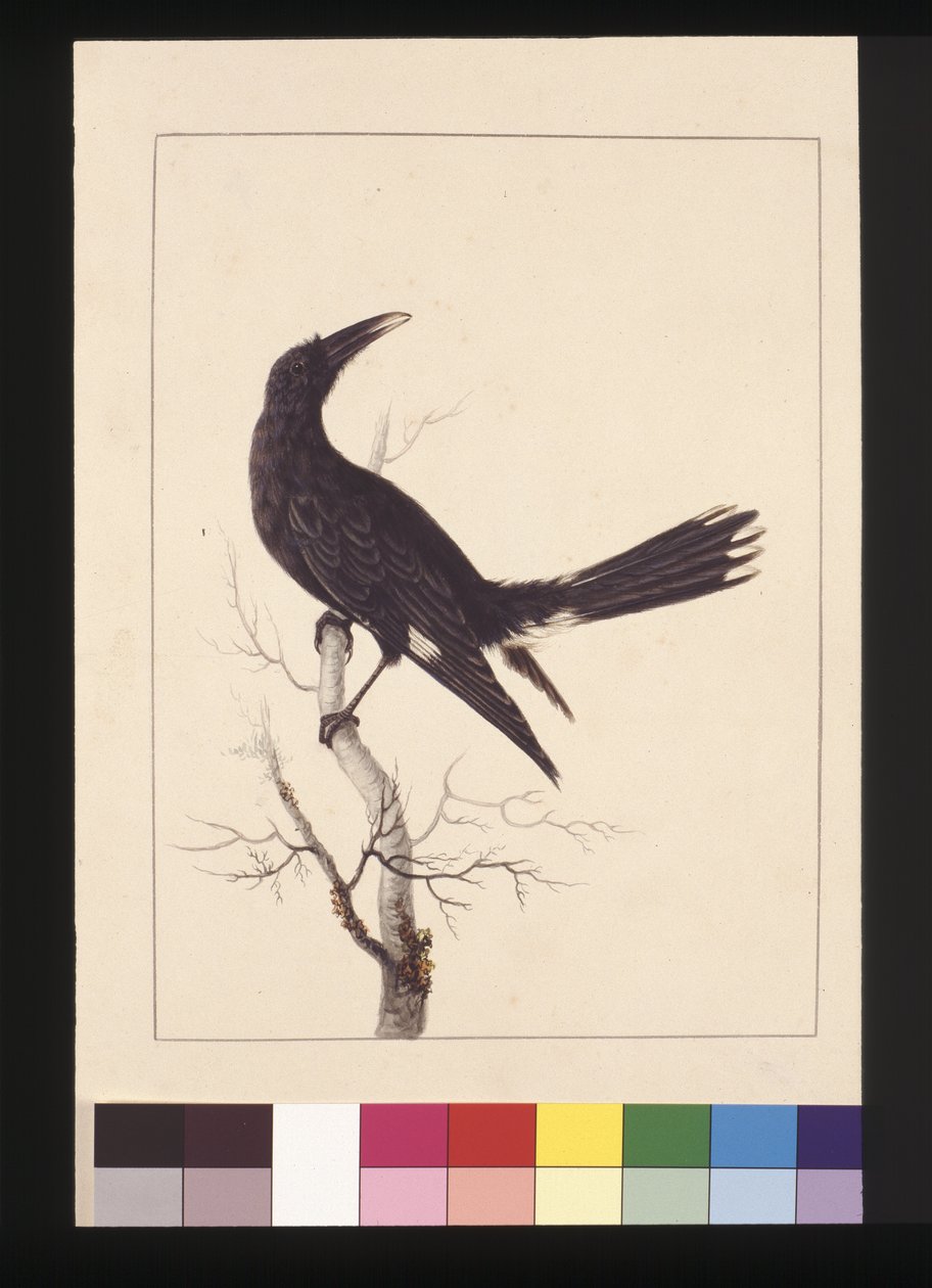 Side 30. Hvid, udluftet krage. Nu kendt som en Pied Currawong, ca. 1789-90 (akvarel) af Sarah Stone