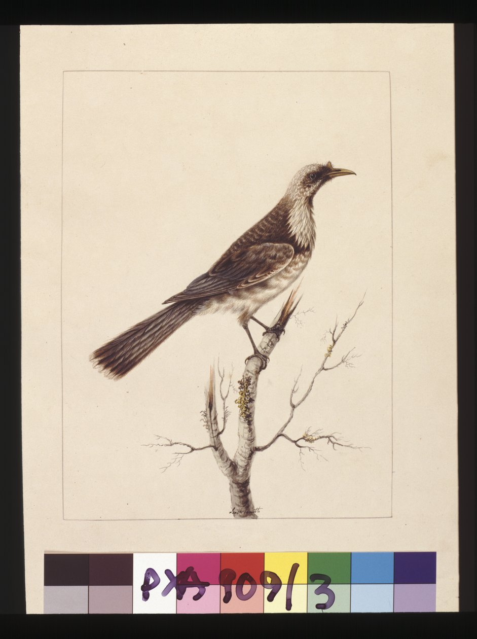 Side 3. Knop, Fronted Bee Eater: Signeret l.c. Sarah Smith. Nu kendt som en Friar-fugl, ca. 1789-90 (akvarel) af Sarah Stone