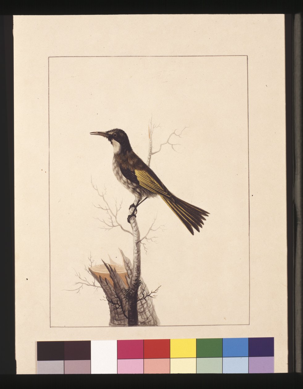 Side 5. New Holland Creeper. Nu kendt som en hvidkindet honningspiser, ca. 1789-90 (akvarel) af Sarah Stone