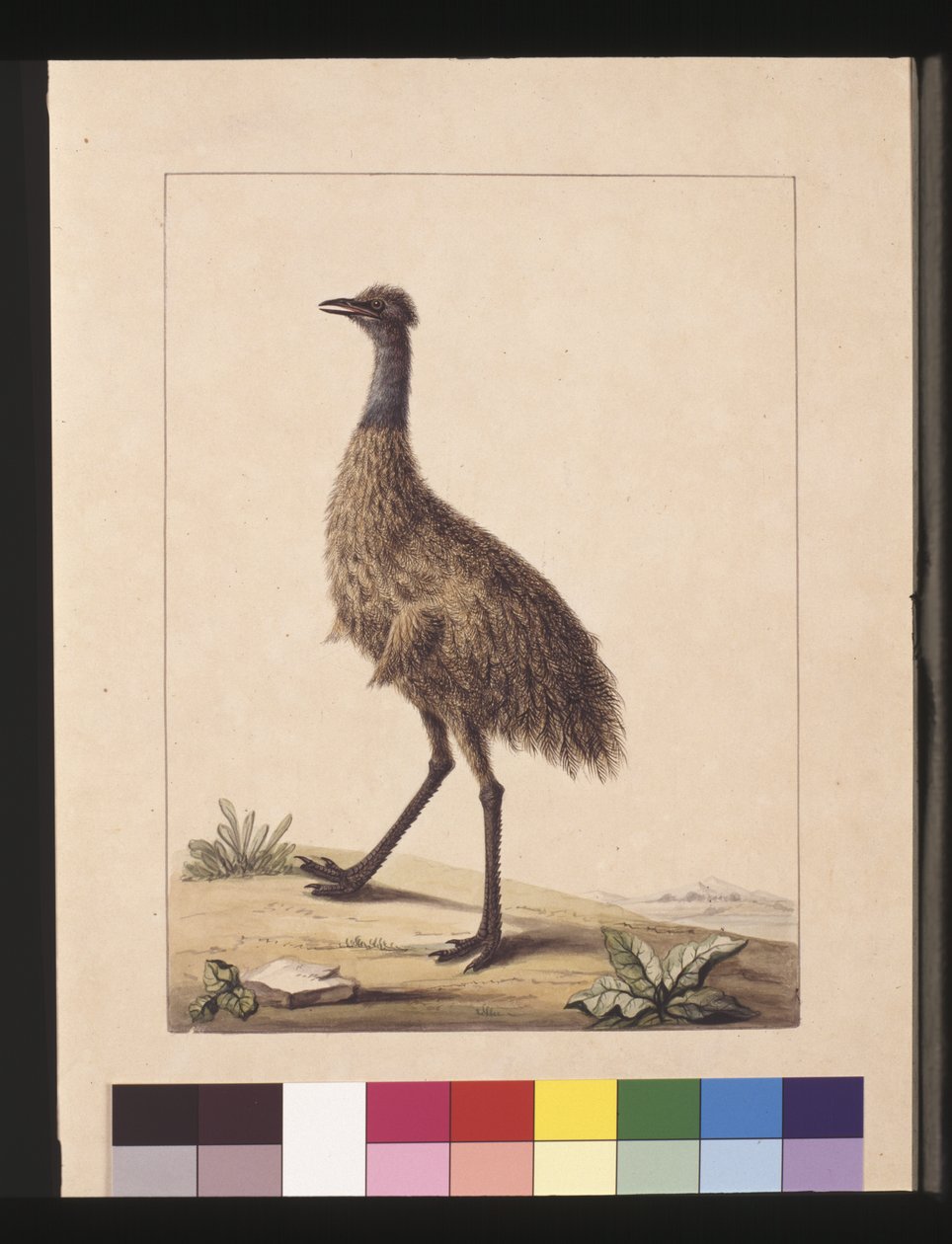 Side 7. New Holland Kasuar. Nu kendt som en Emu, ca. 1789-90 (akvarel) af Sarah Stone