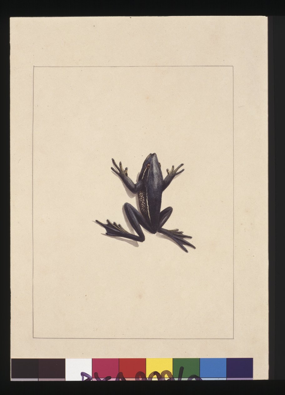 Side 9. Blå frø. Nu kendt som en grøn løvfrø, ca. 1789-90 (akvarel) af Sarah Stone