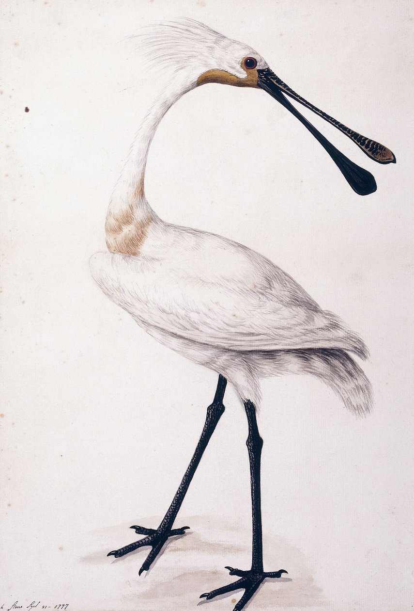 Skestork, 1777 af Sarah Stone
