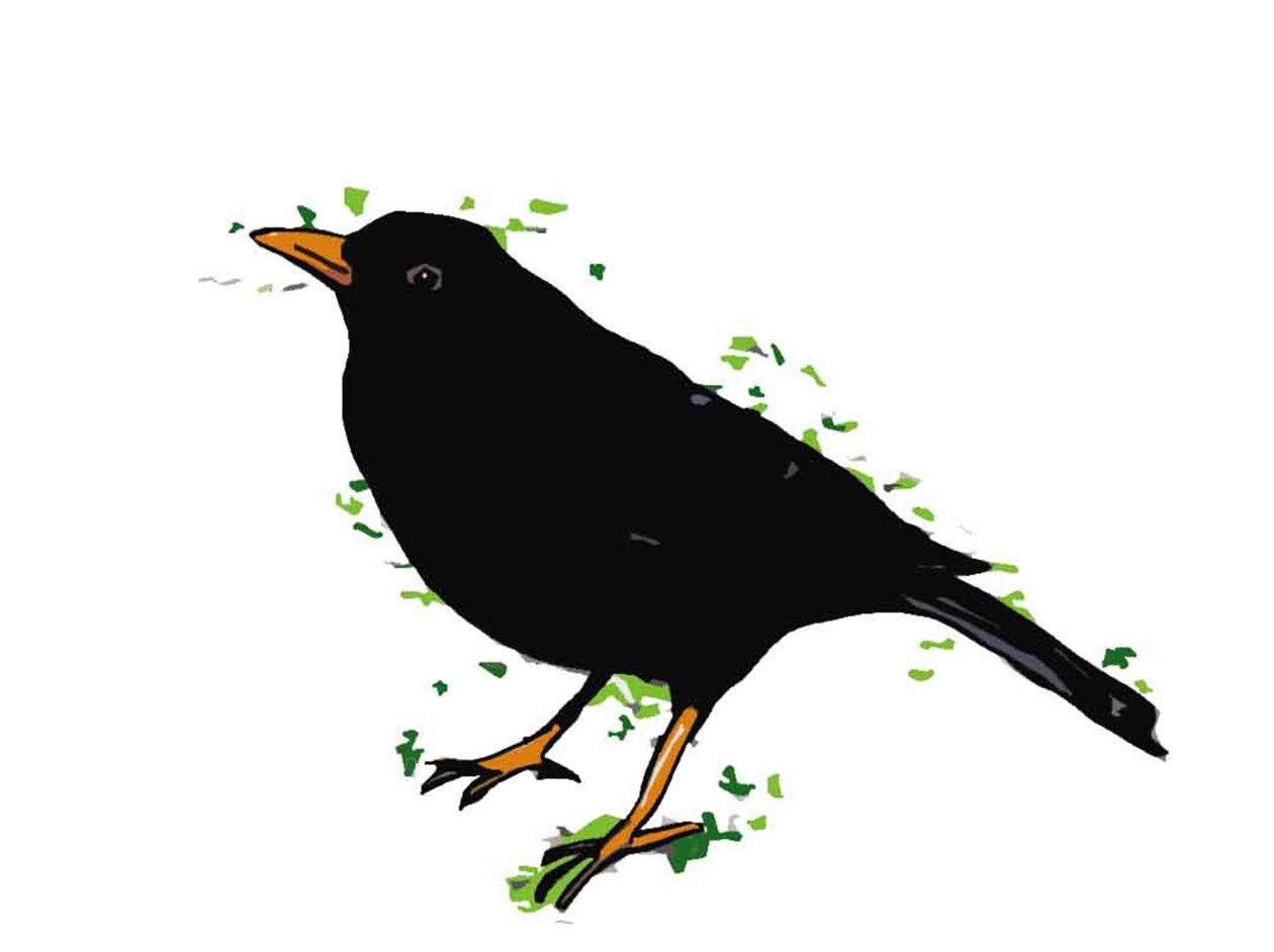 Blackbird, 2018, (digital tegning) af Sarah Thompson Engels