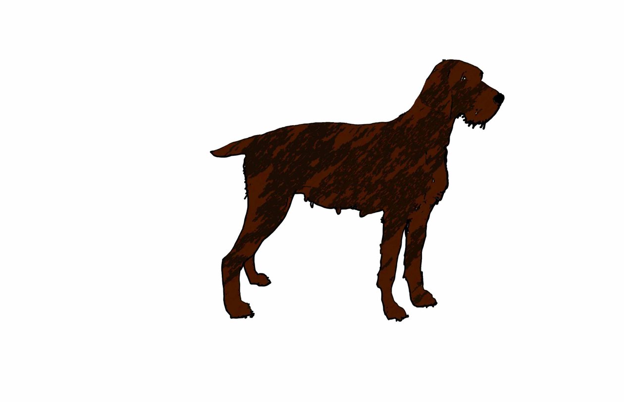 Hund, 2018, (digital tegning) af Sarah Thompson Engels