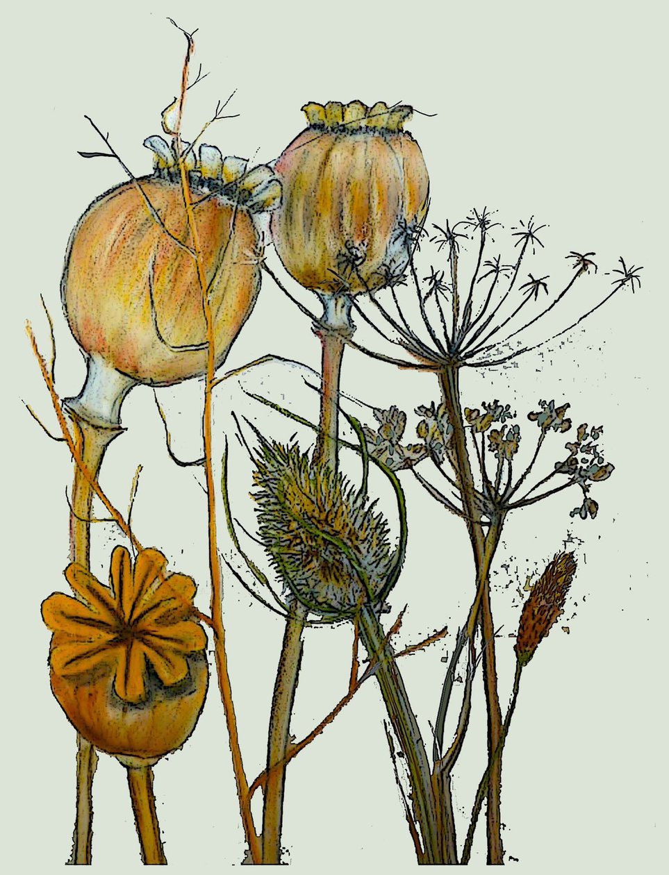 Tørrede frøhoveder, 2019 (blæk monoprint) af Sarah Thompson Engels