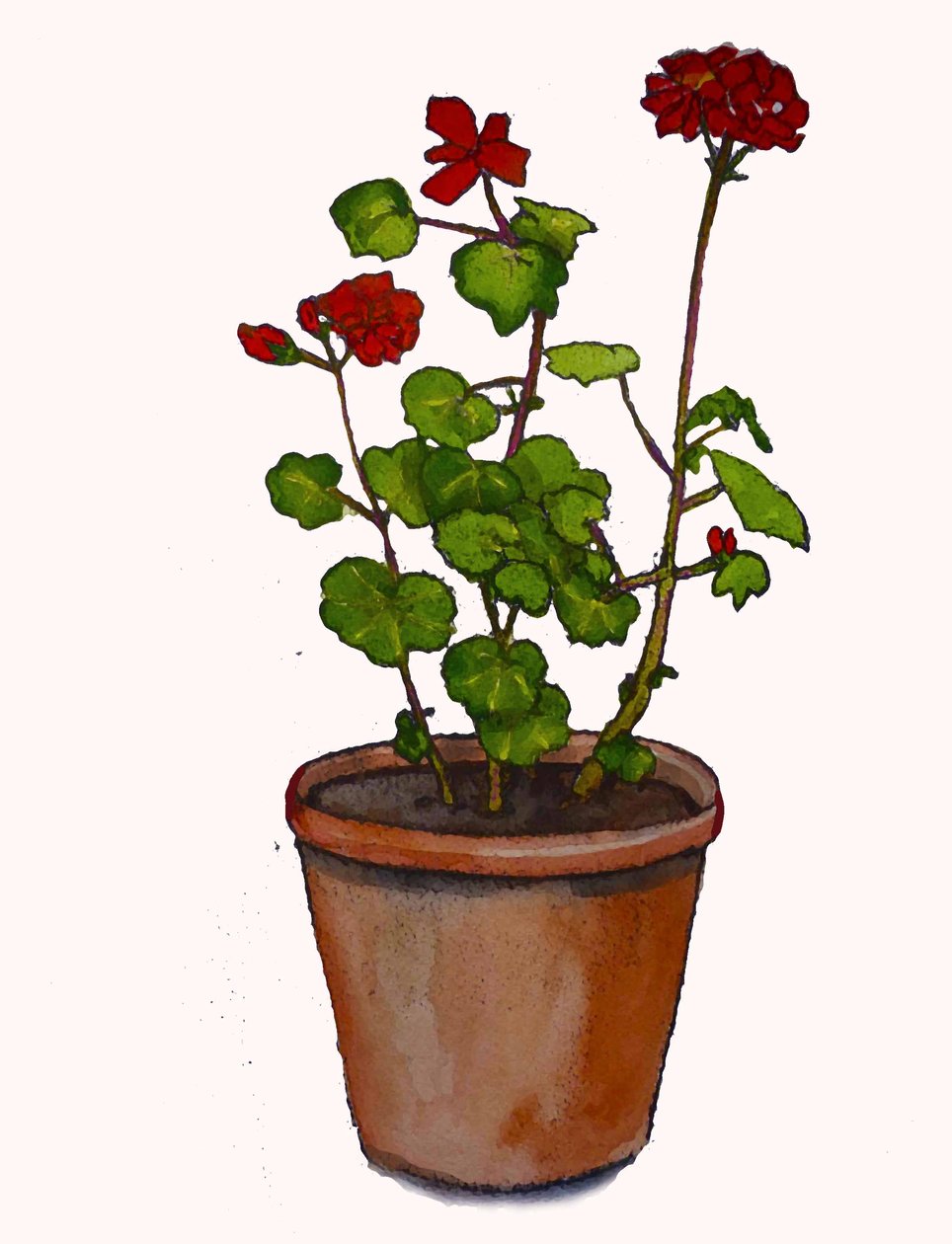 Pelargonier i en urtepotte, 2019, (akvarel) af Sarah Thompson Engels