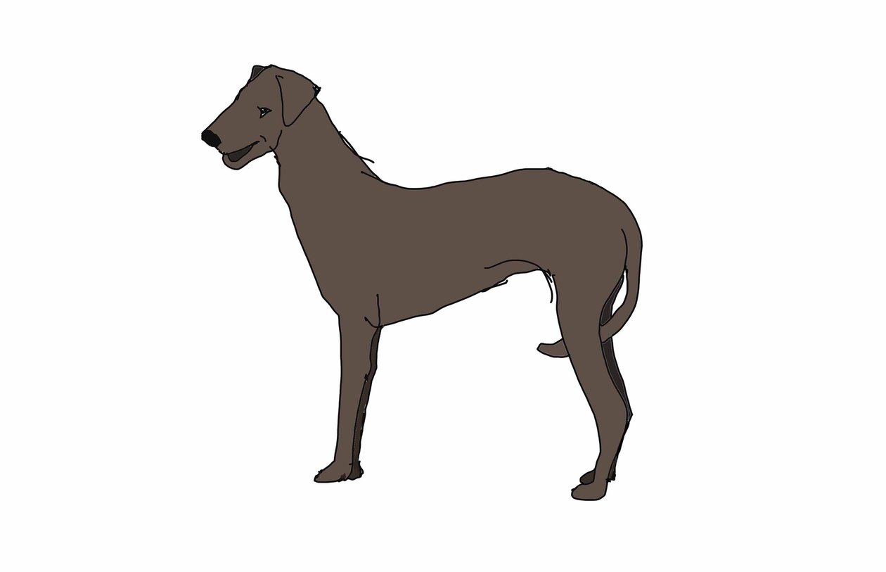 Hound, 2018, (digital tegning) af Sarah Thompson Engels