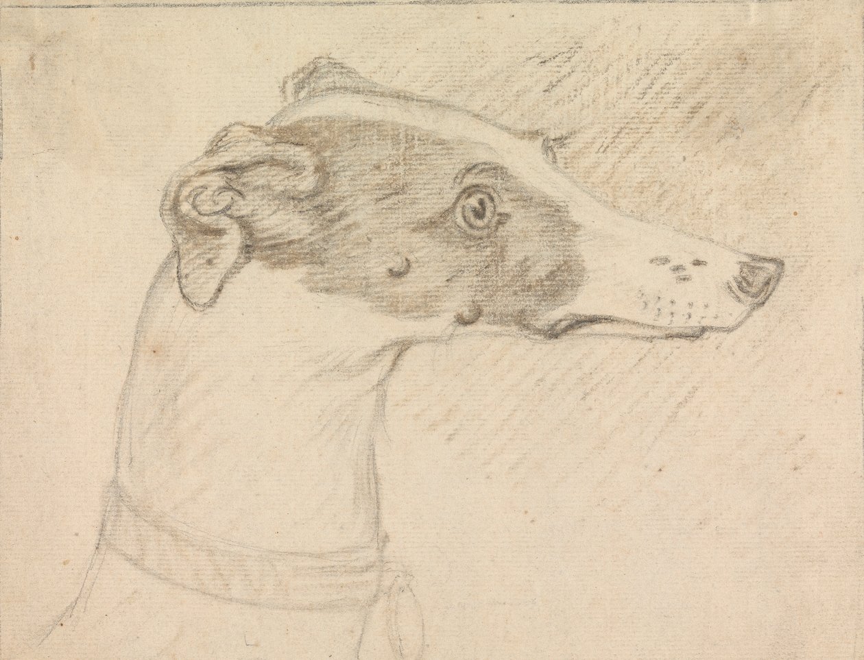 Hovedportræt af Greyhound af Sawrey Gilpin