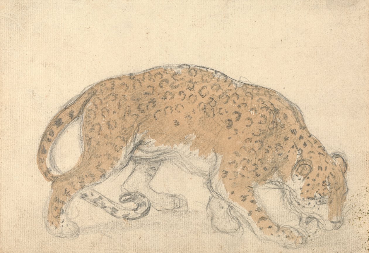 Studie af en leopard af Sawrey Gilpin
