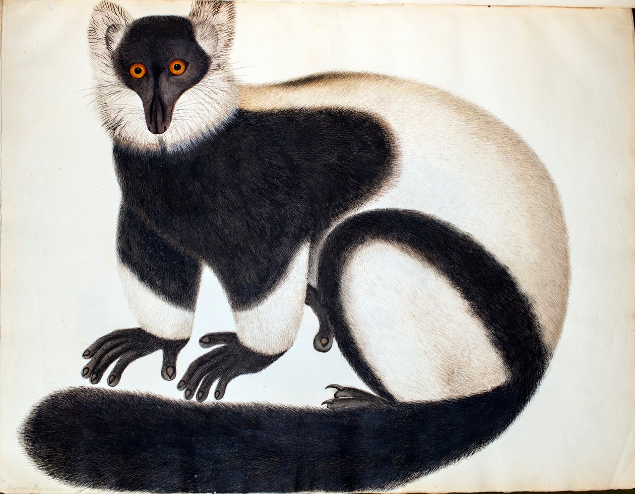 Sort-hvid lemur, fra 