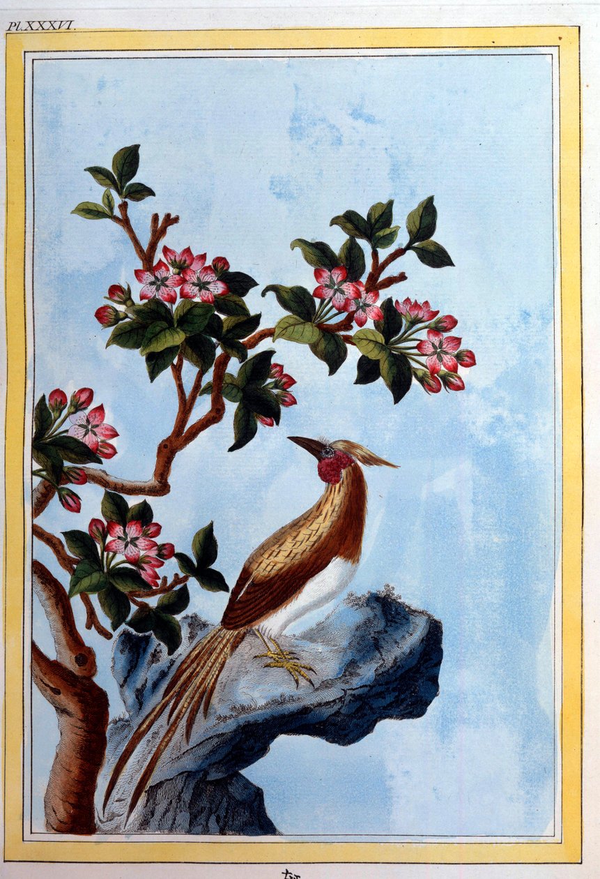 Kinesisk kunst: blomster og fugle. Dijon-stik fra 1700-tallet, kommunalt bibliotek af School Chinese