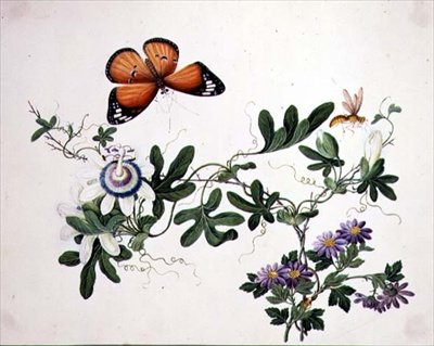 Passionsblomst og sommerfugl (akvarel på papir) af School Chinese