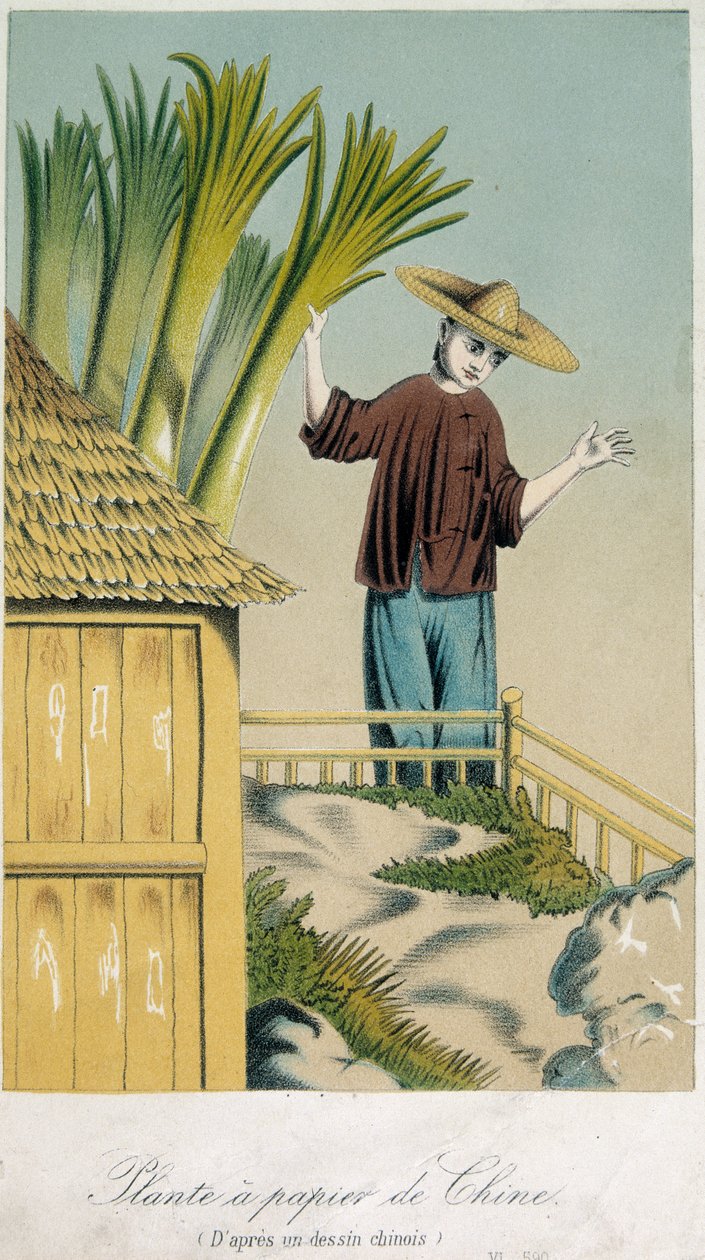 Kinesisk papirplante (farve litho) af School Chinese