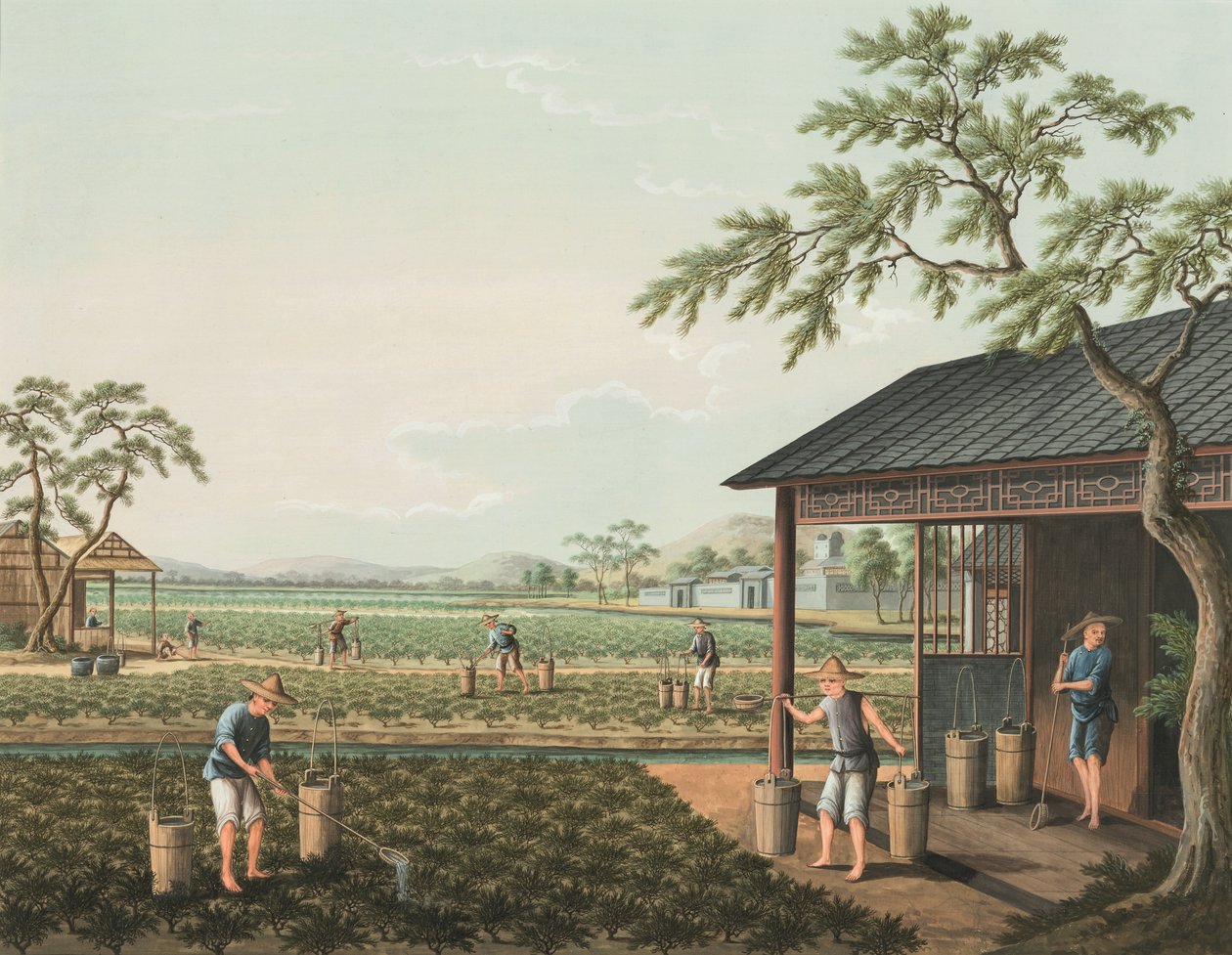 Teproduktion, ca. 1820 (kropsfarve og guldmaling på silke lagt på papir) af School Chinese