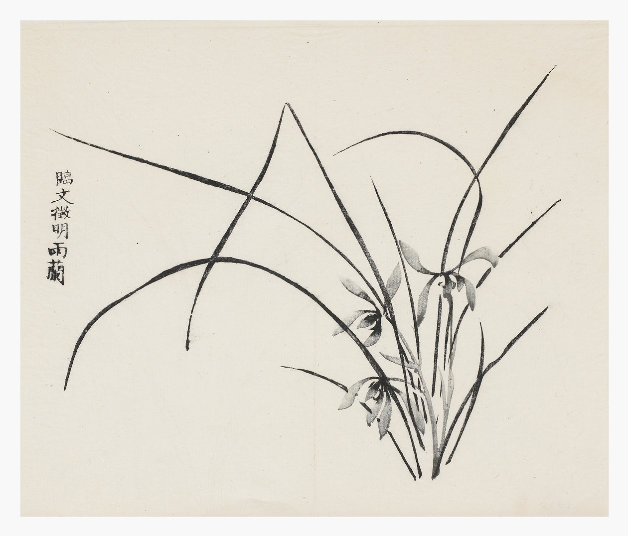 Ti Bamboo Series af School Chinese