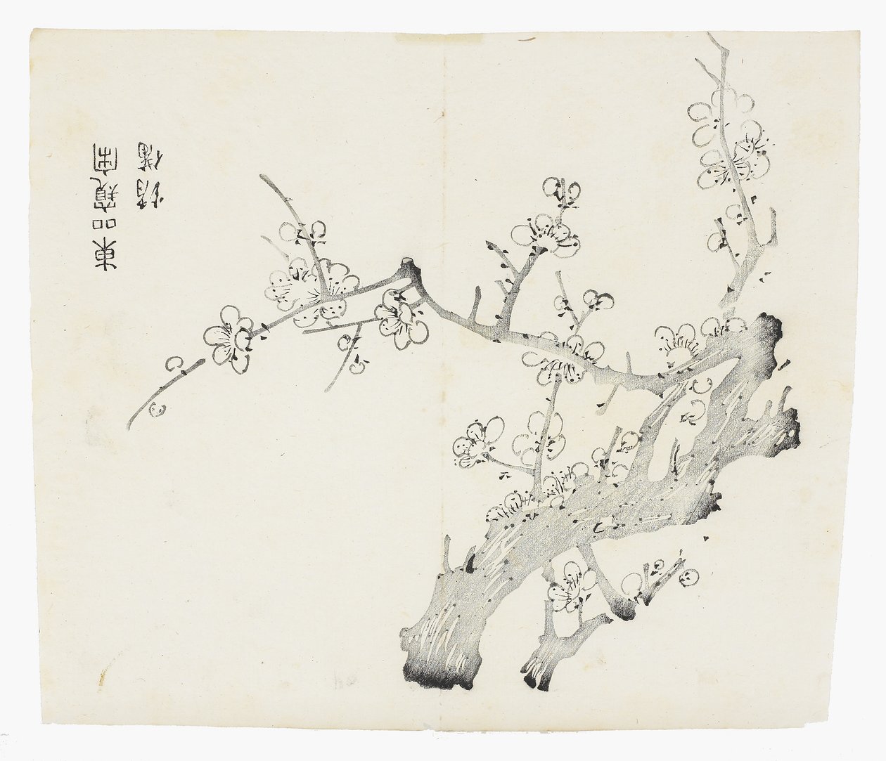 Ti Bamboo Series af School Chinese