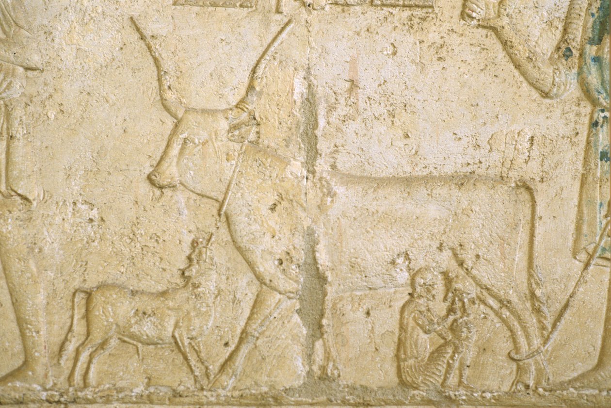 Det gamle Egypten, Vægskulptur, Petosiris grav, Tuna el Gebel, 300 f.Kr., Malkende ko (foto) af School Egyptian