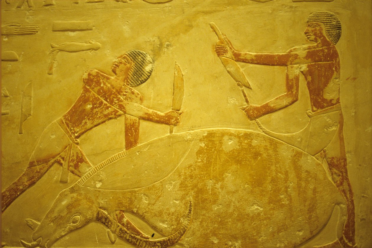 Det gamle Egypten, Vægudskæring/maleri, Mastaba/Tomb of Idout, Saqqara, 2323-2150 f.Kr., Tyr slagtet til offergave (foto) af School Egyptian