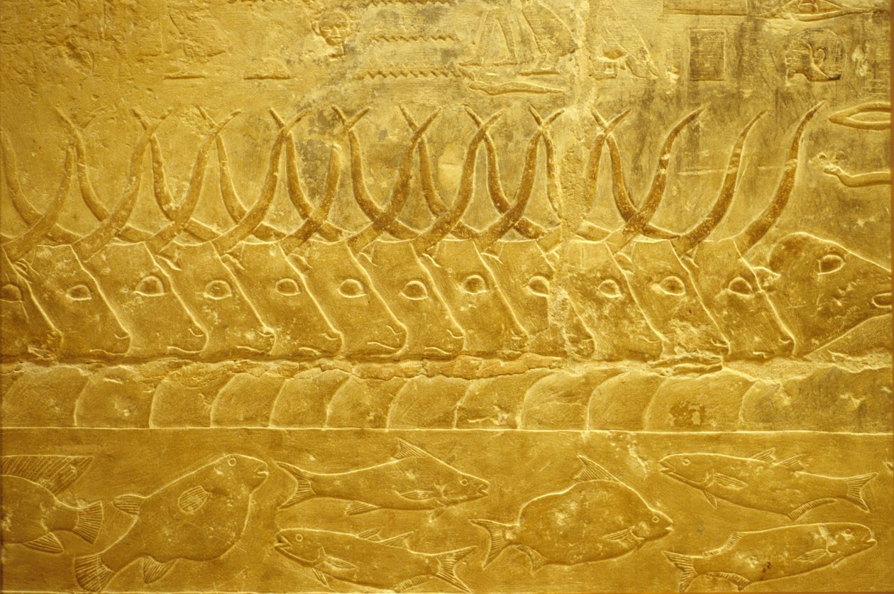 Det gamle Egypten, Vægudskæring/-maleri, Idouts mastaba/grav, Saqqara, 2323-2150 f.Kr., Kvæg på vej gennem en flod (foto) af School Egyptian