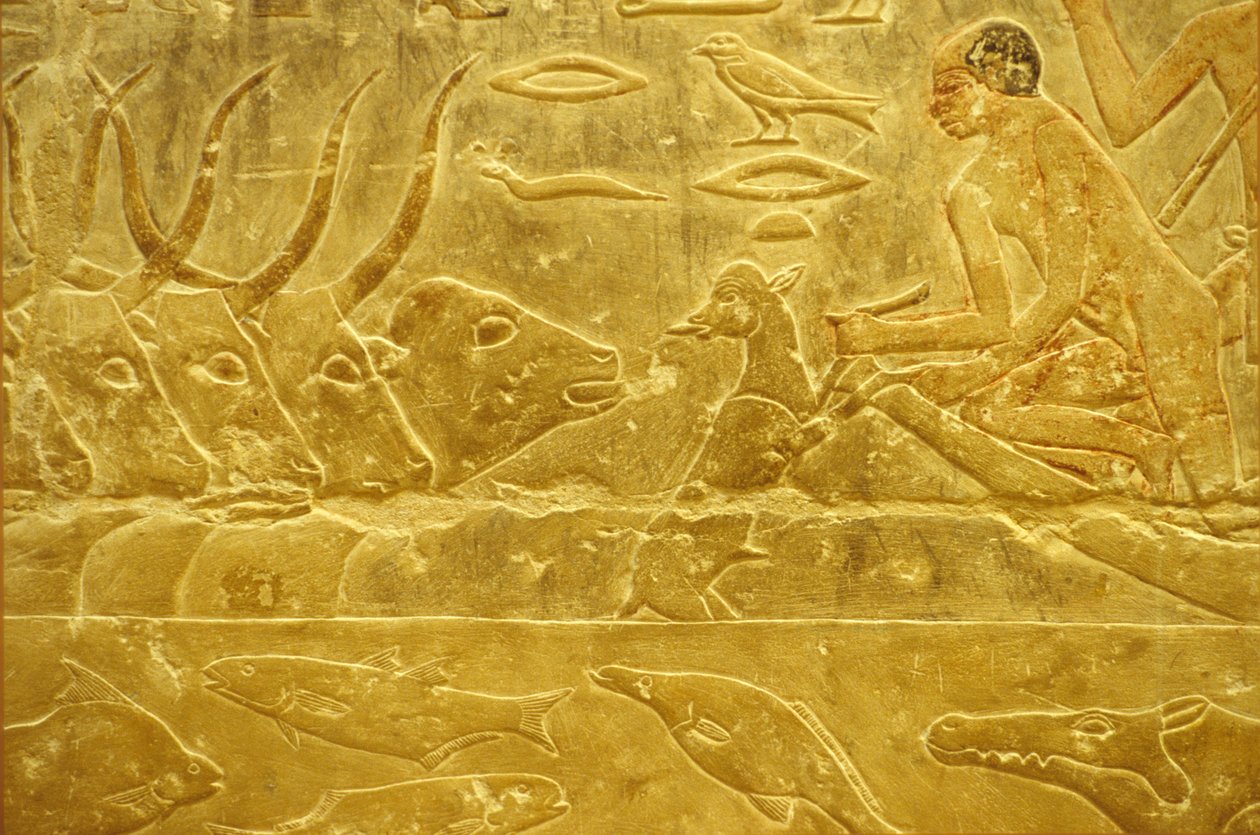 Det gamle Egypten, Vægudskæring/-maleri, Idouts mastaba/grav, Saqqara, 6. dynasti, Kvæg går over en flod, Mand hjælper en kalv over en flod, Mor ser på (foto) af School Egyptian