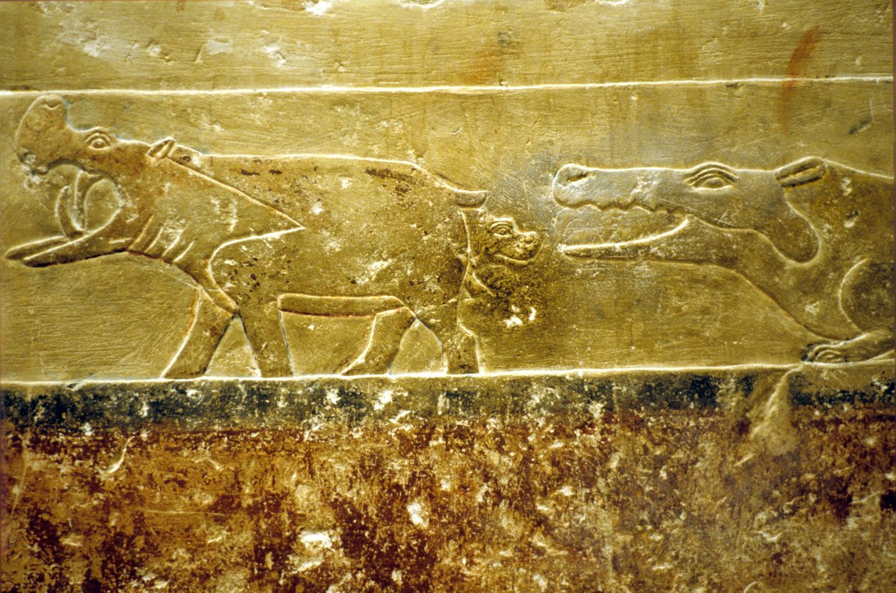Det gamle Egypten, Vægudskæring/maleri, Mastaba/Tomb of Idout, Saqqara, 6. dynasti Flodhest føder og bliver bytte for ventende krokodille (foto) af School Egyptian