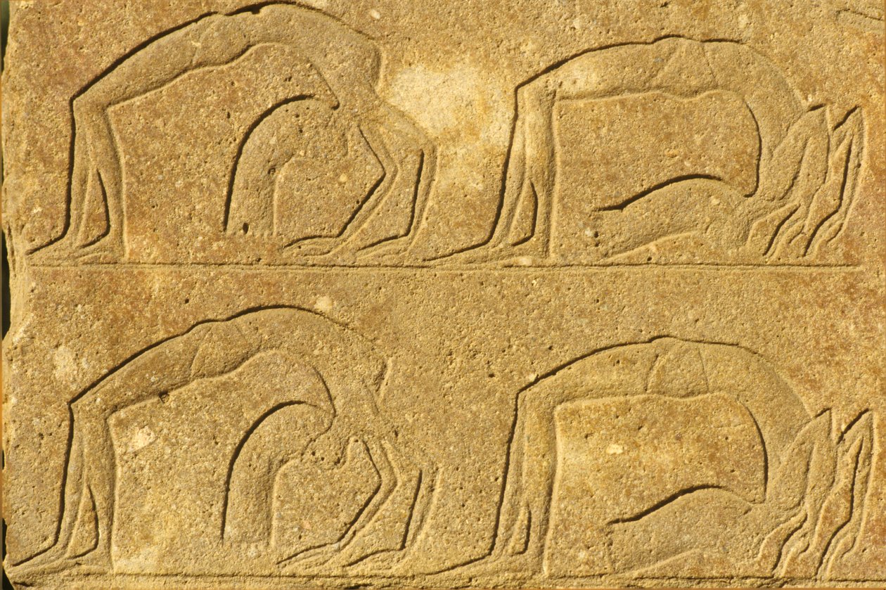 Det gamle Egypten, Vægmaleri/udskæring, Kvindelige akrobater optræder, Karnak-templet, Luxor (foto) af School Egyptian