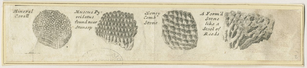 Dovedale - Mineral Coral: kobberstik, nd [?19. århundrede] (tryk) af School English