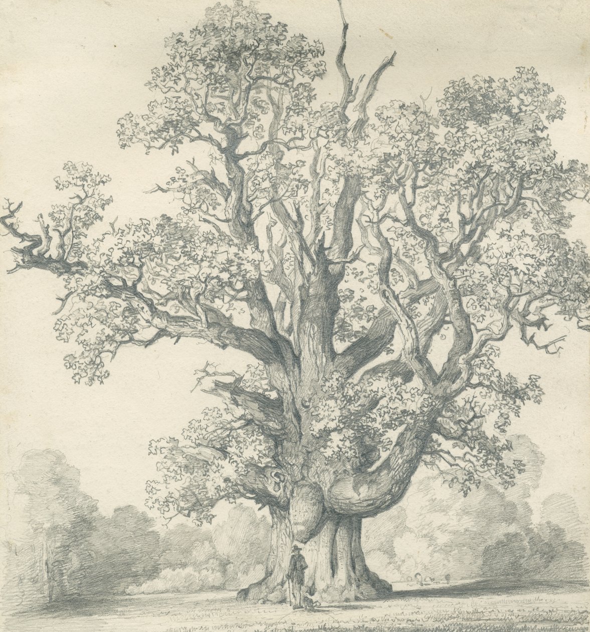 Needwood - Swilcar Oak: blyantstegning, nd [?1800-tallet] (tegning) af School English