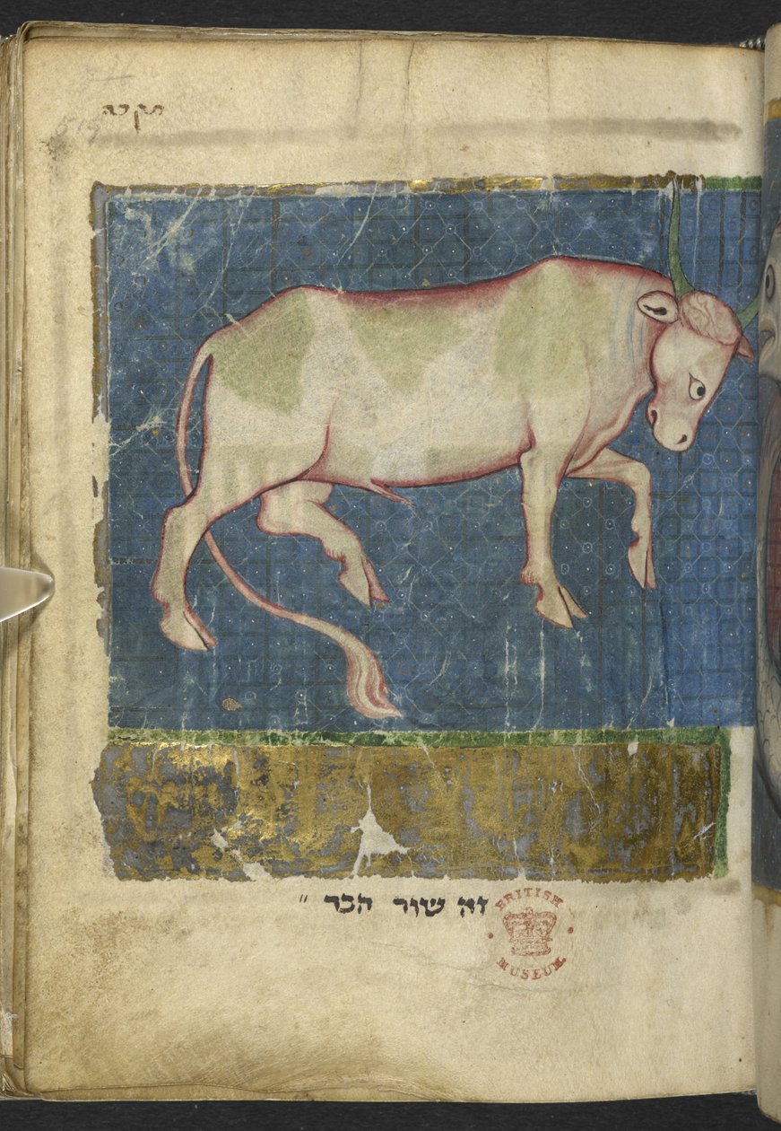 Tilføj MS 11639 f.519t En tyr, fra en Miscellany af bibelske og andre tekster (