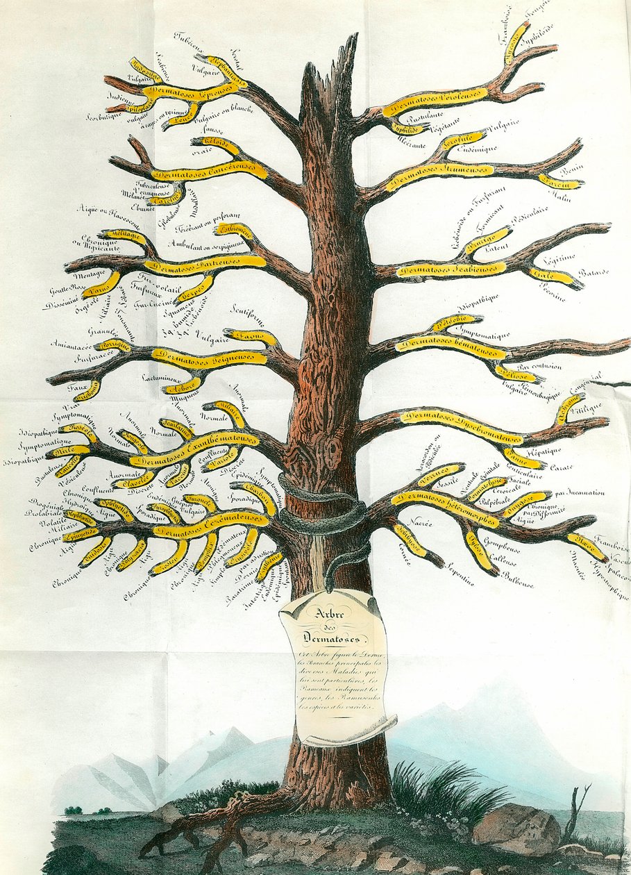 Dermatose træ Dermatologi medicinsk bord, der på grenene angiver alle typer hudsygdomme. Paris. Academy of Medicine af School French