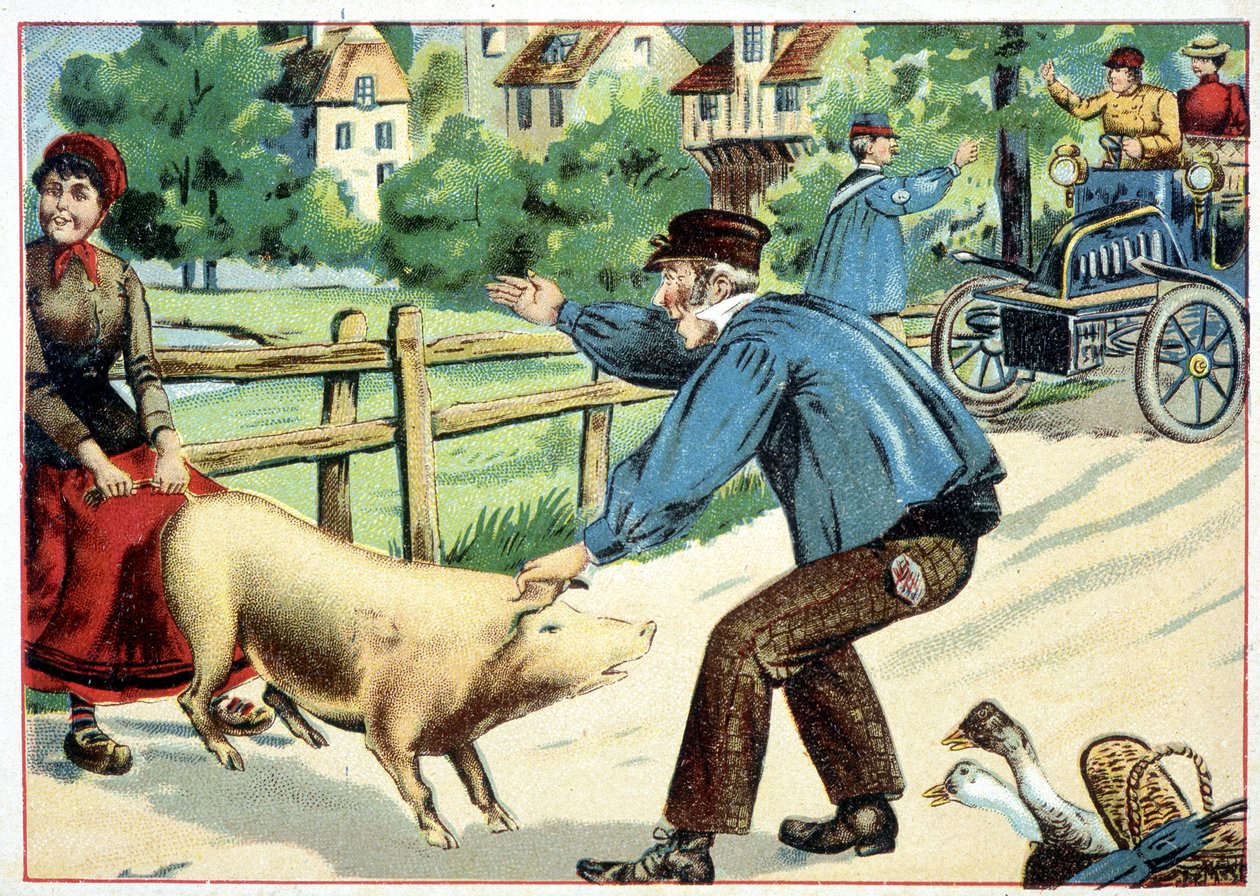 Svin, der nægter at komme videre, og som barer vejen til en bil - tegning. af School French