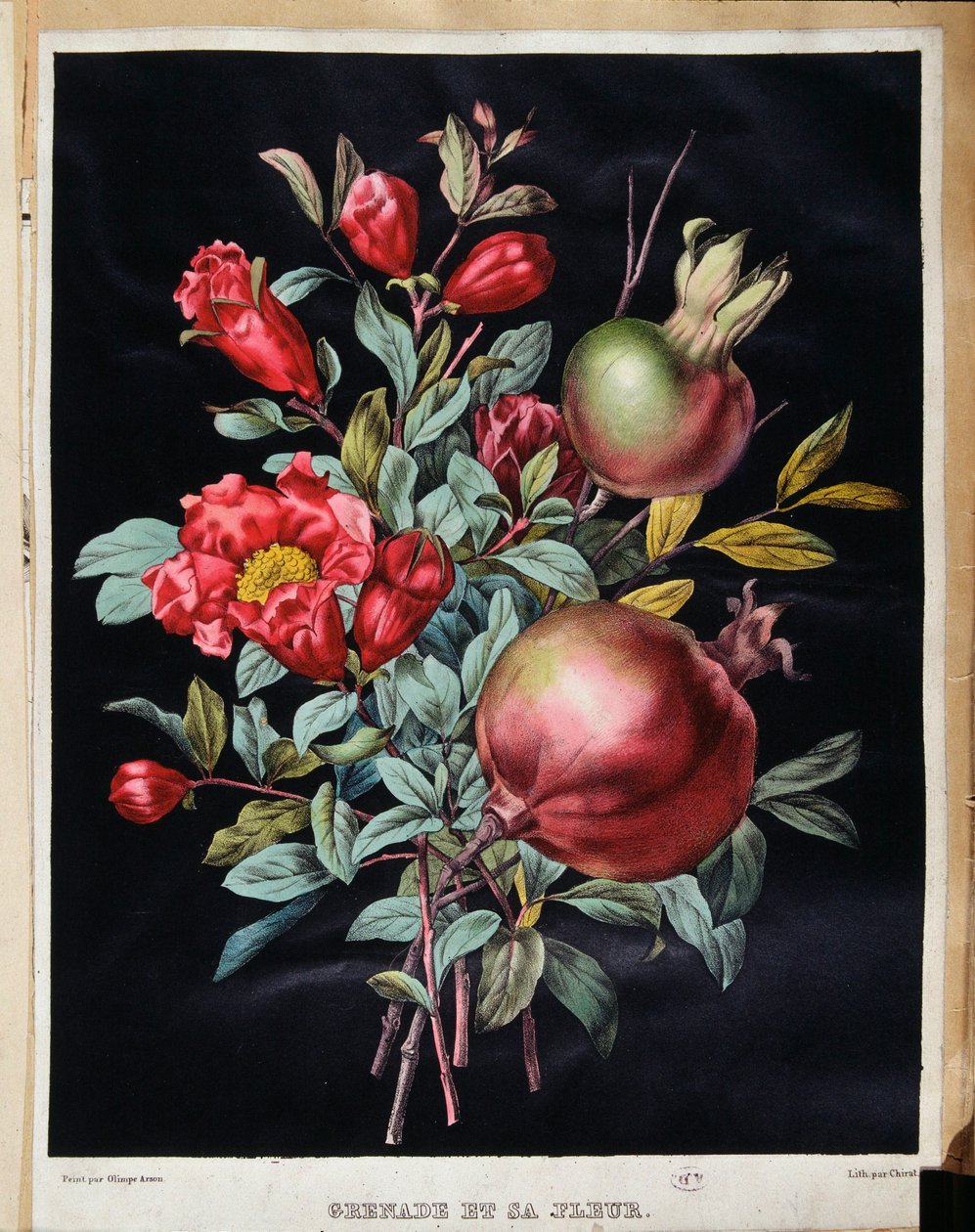 Granatæble og dens blomst - botanisk bord af School French